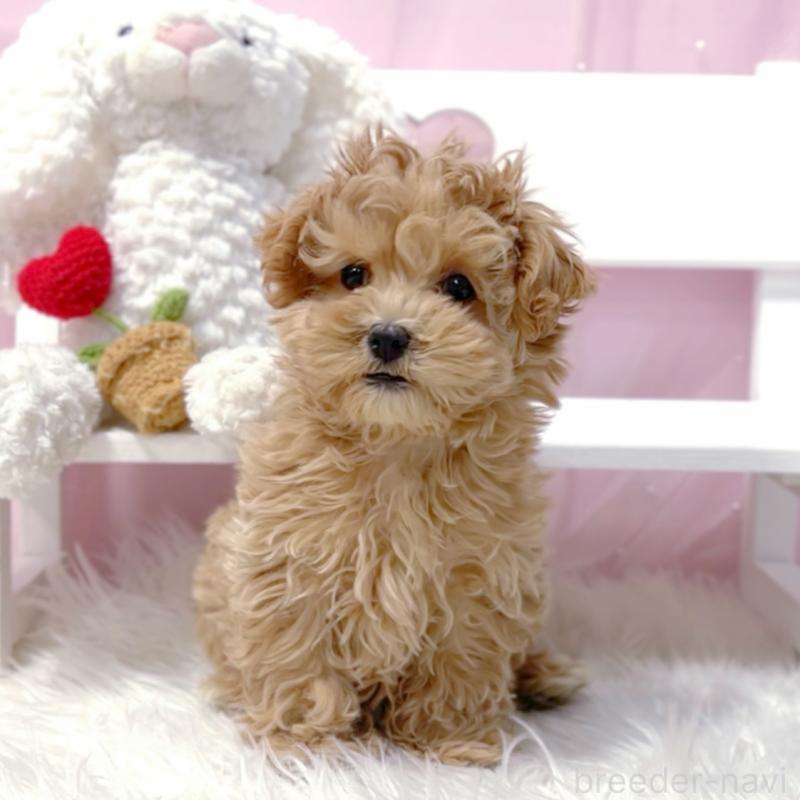 販売中の栃木県のマルプー:マルチーズ×トイプードル-434005