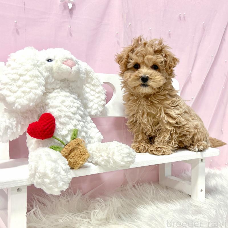 販売中の栃木県のマルプー:マルチーズ×トイプードル-434005の3枚目