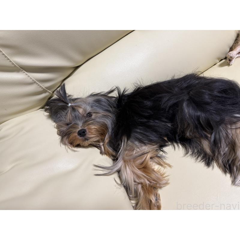販売中の高知県のヨークシャーテリア-401565の4枚目
