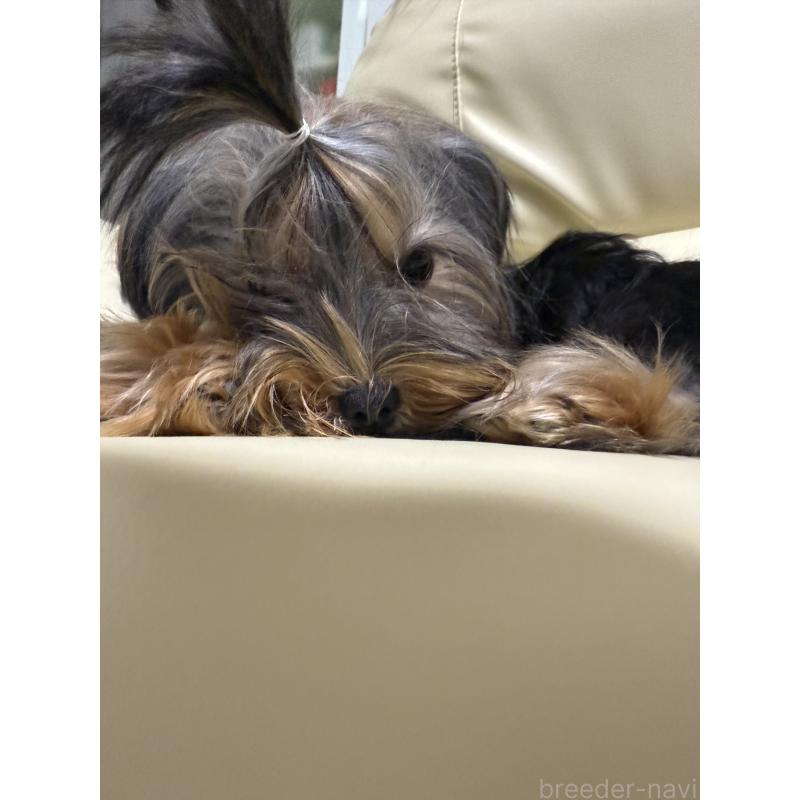 販売中の高知県のヨークシャーテリア-401565の3枚目