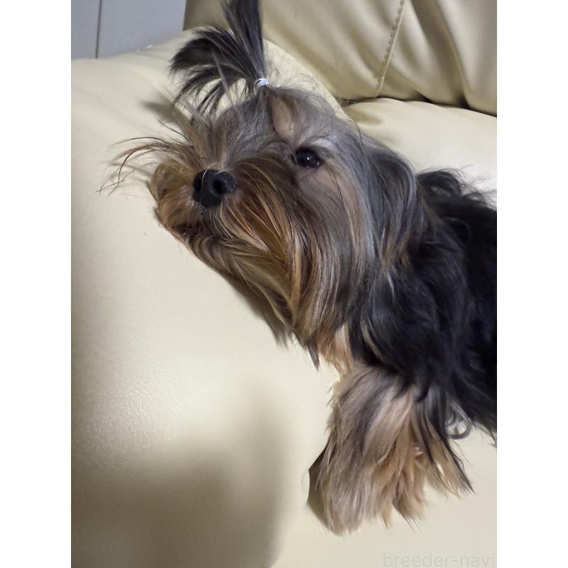販売中の高知県のヨークシャーテリア-401565の2枚目