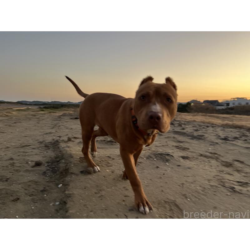 販売中の千葉県のアメリカンピットブルテリア-430304の4枚目