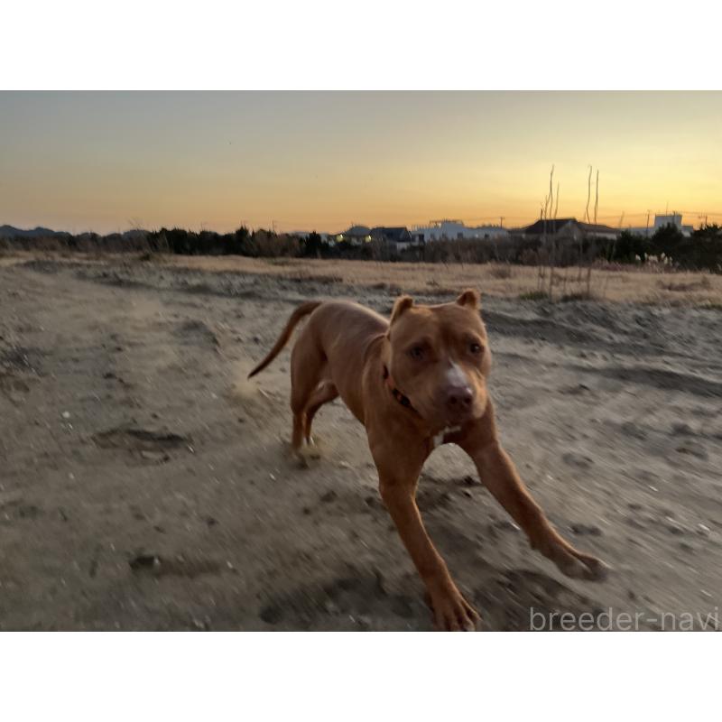 販売中の千葉県のアメリカンピットブルテリア-430304の3枚目