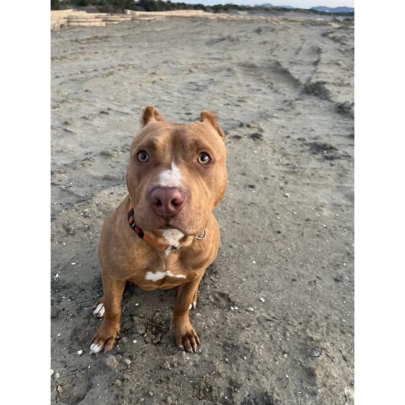販売中の千葉県のアメリカンピットブルテリア-430304の2枚目