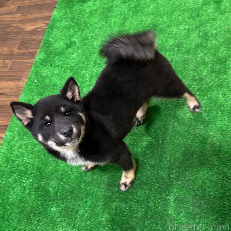 販売中の栃木県の柴犬-427580