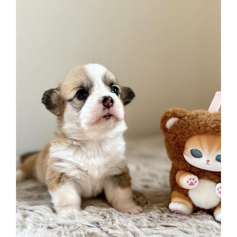 販売中の千葉県のウェルシュコーギーペンブローク-437679の10枚目