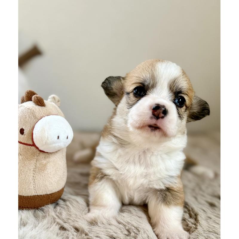 販売中の千葉県のウェルシュコーギーペンブローク-437679の9枚目