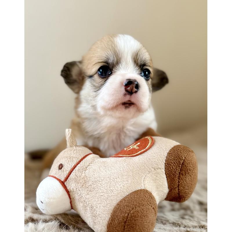 販売中の千葉県のウェルシュコーギーペンブローク-437679の8枚目