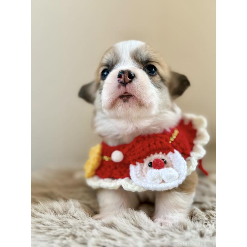 販売中の千葉県のウェルシュコーギーペンブローク-437679の7枚目