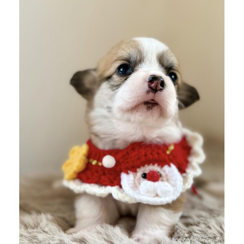 販売中の千葉県のウェルシュコーギーペンブローク-437679の6枚目