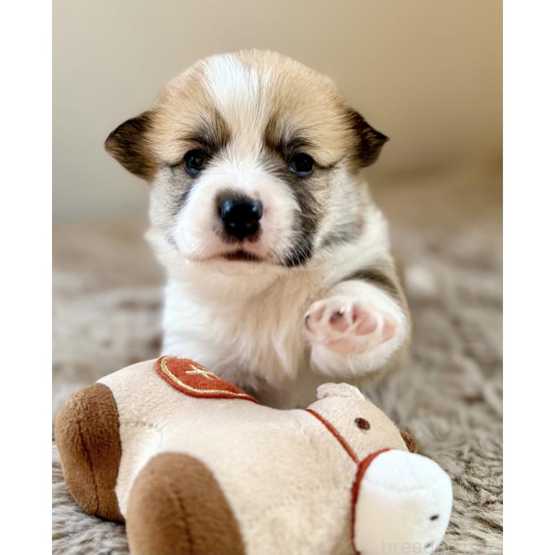 商談中の千葉県のウェルシュコーギーペンブローク-437528の8枚目