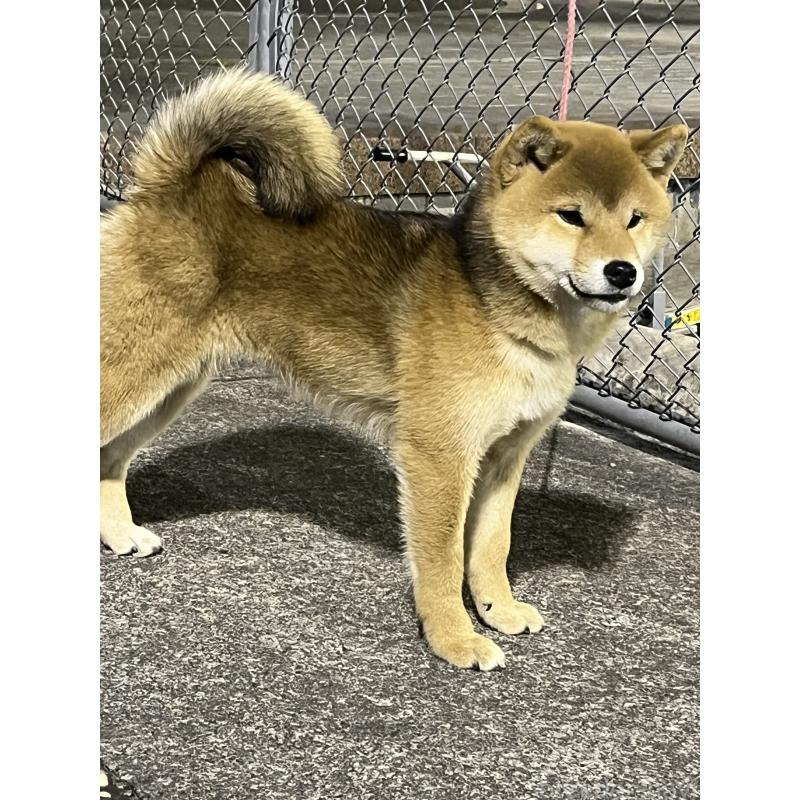 販売中の愛知県の柴犬-423953の2枚目