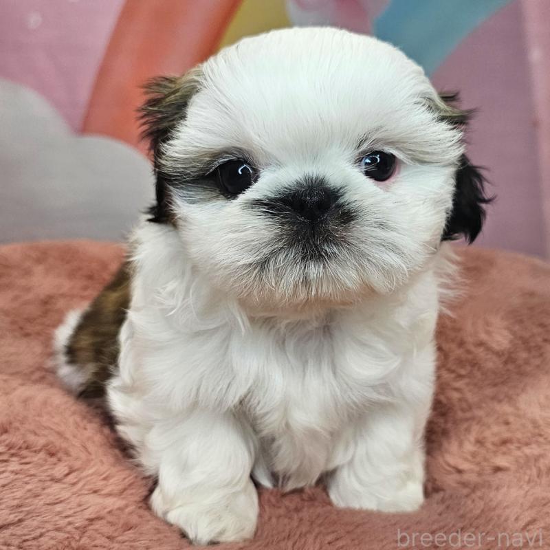 成約済の愛知県のシーズー-428584の9枚目