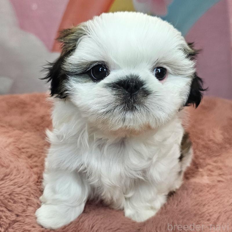 成約済の愛知県のシーズー-428584の8枚目