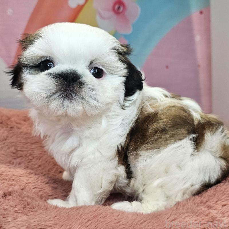 成約済の愛知県のシーズー-428584の7枚目