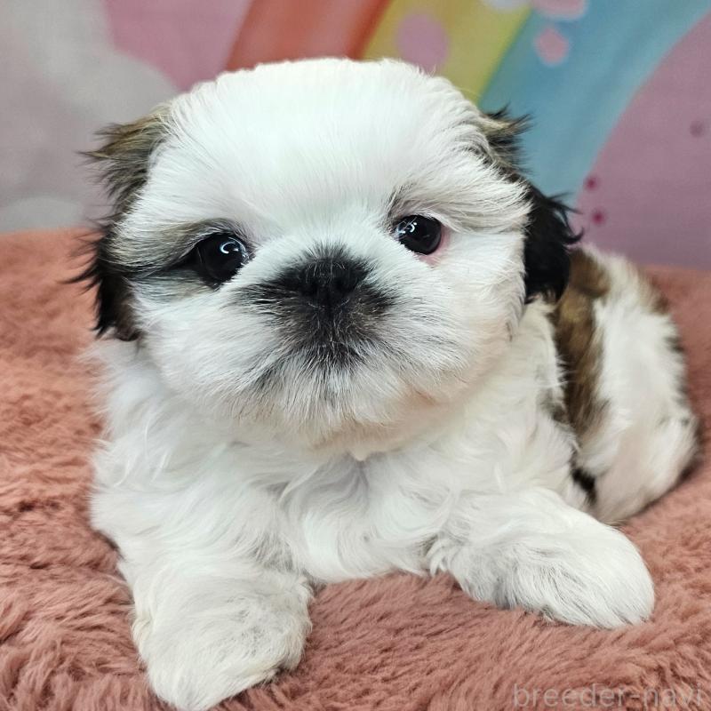 成約済の愛知県のシーズー-428584の6枚目