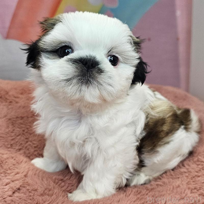 成約済の愛知県のシーズー-428584の5枚目