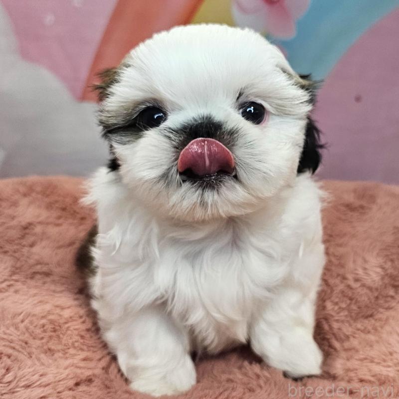 成約済の愛知県のシーズー-428584の4枚目