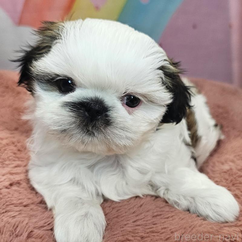 成約済の愛知県のシーズー-428584の3枚目