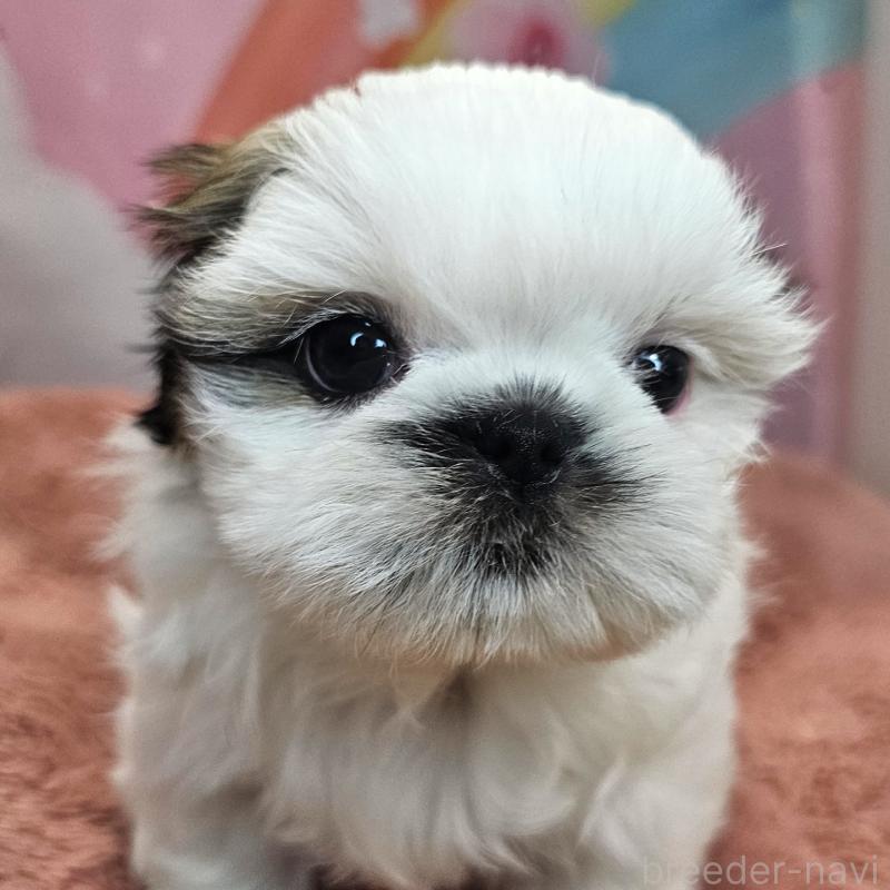 成約済の愛知県のシーズー-428584の2枚目