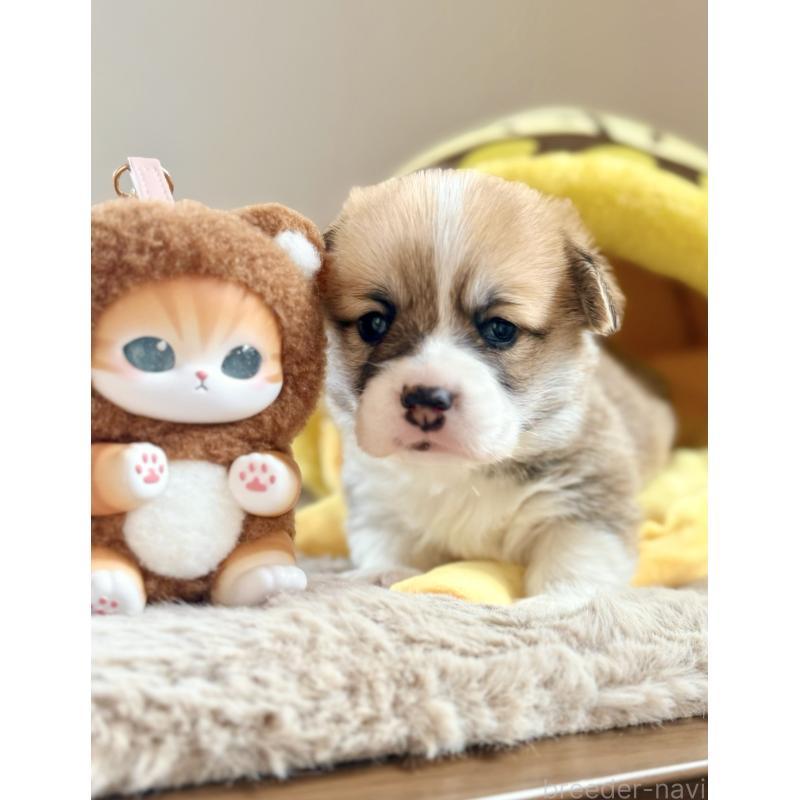 販売中の千葉県のウェルシュコーギーペンブローク-437533の13枚目