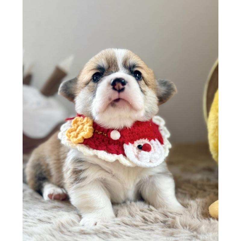 販売中の千葉県のウェルシュコーギーペンブローク-437533の11枚目