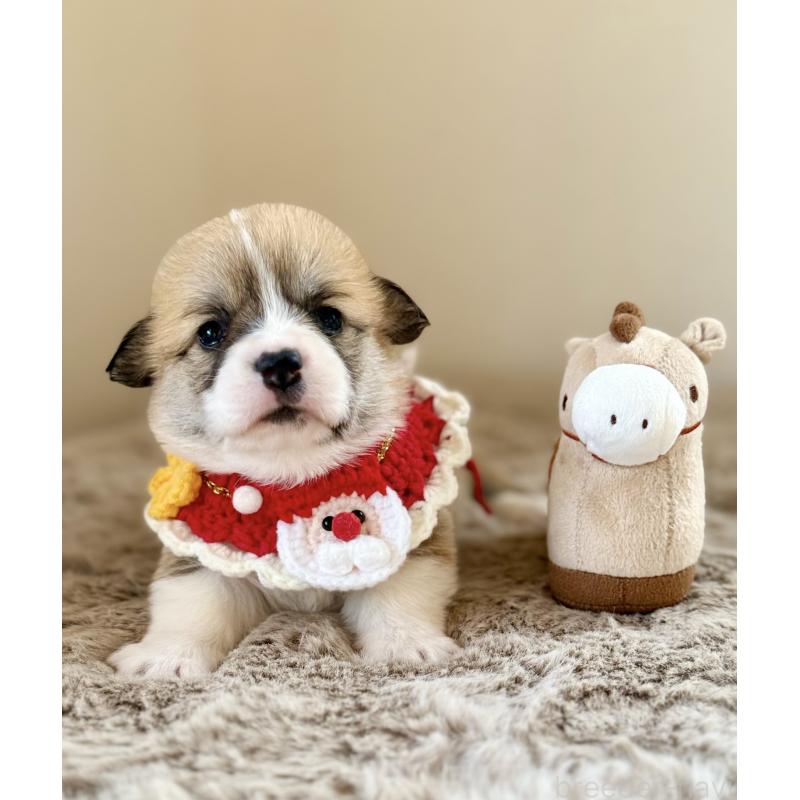 販売中の千葉県のウェルシュコーギーペンブローク-437688