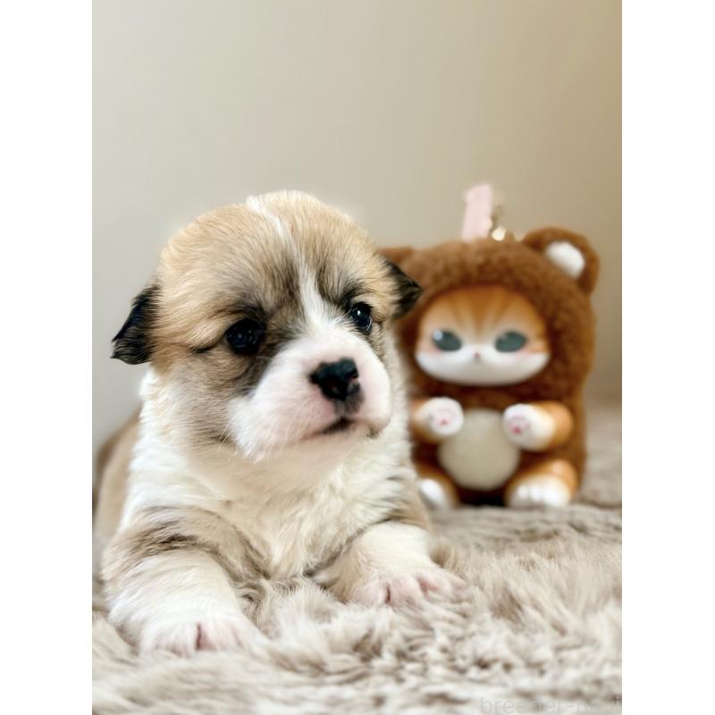 商談中の千葉県のウェルシュコーギーペンブローク-437688の10枚目