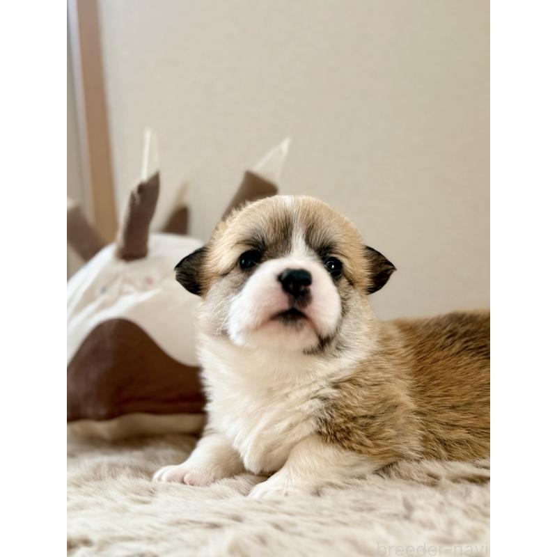 商談中の千葉県のウェルシュコーギーペンブローク-437688の9枚目