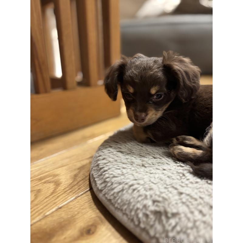 成約済の大分県のチワックス:チワワ×ミニチュアダックスフンド-438361の17枚目