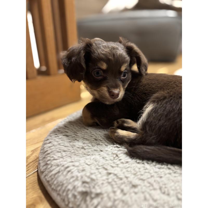 成約済の大分県のチワックス:チワワ×ミニチュアダックスフンド-438361の16枚目