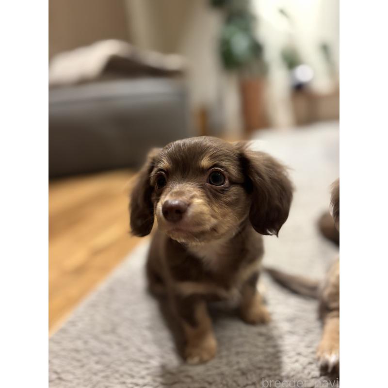 販売中の大分県のチワックス:チワワ×ミニチュアダックスフンド-438374の16枚目