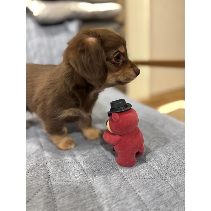 販売中の大分県のチワックス:チワワ×ミニチュアダックスフンド-438374の15枚目