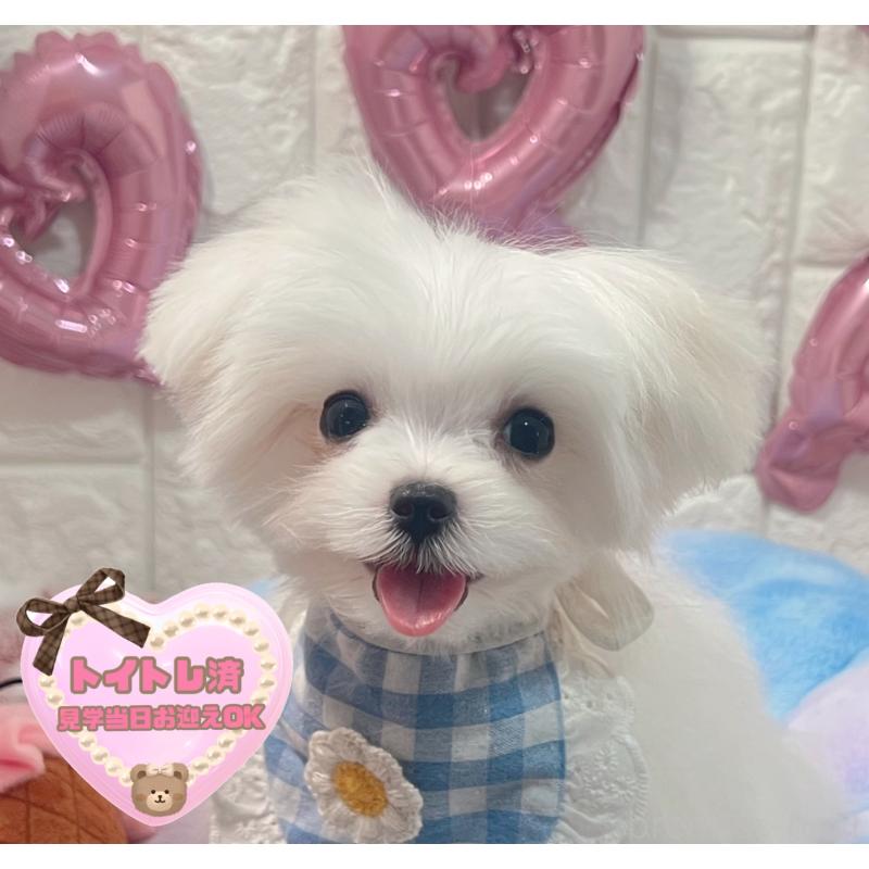 販売中の茨城県のマルチーズ-431969