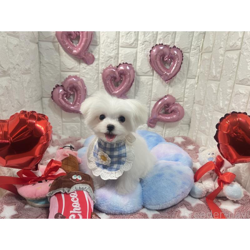 販売中の茨城県のマルチーズ-431969の3枚目