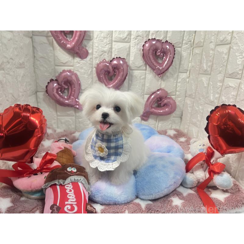 販売中の茨城県のマルチーズ-431969の2枚目