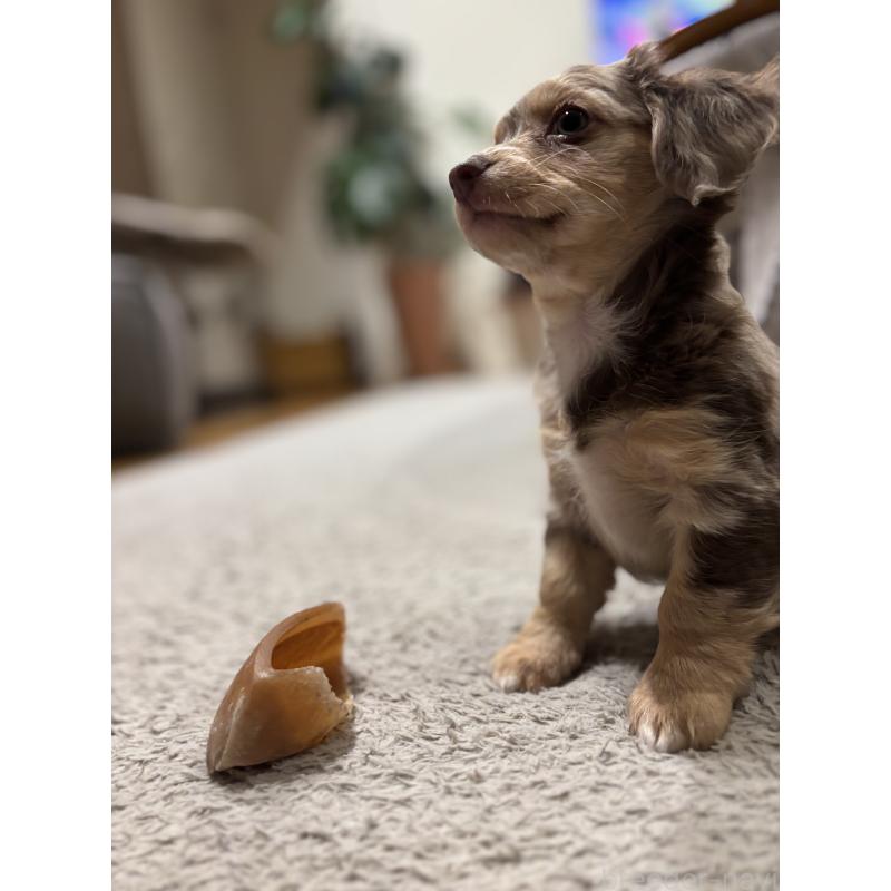 成約済の大分県のチワックス:チワワ×ミニチュアダックスフンド-438388の21枚目