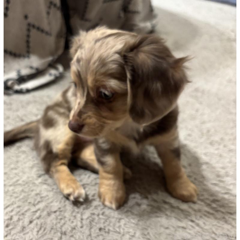 成約済の大分県のチワックス:チワワ×ミニチュアダックスフンド-438388の17枚目