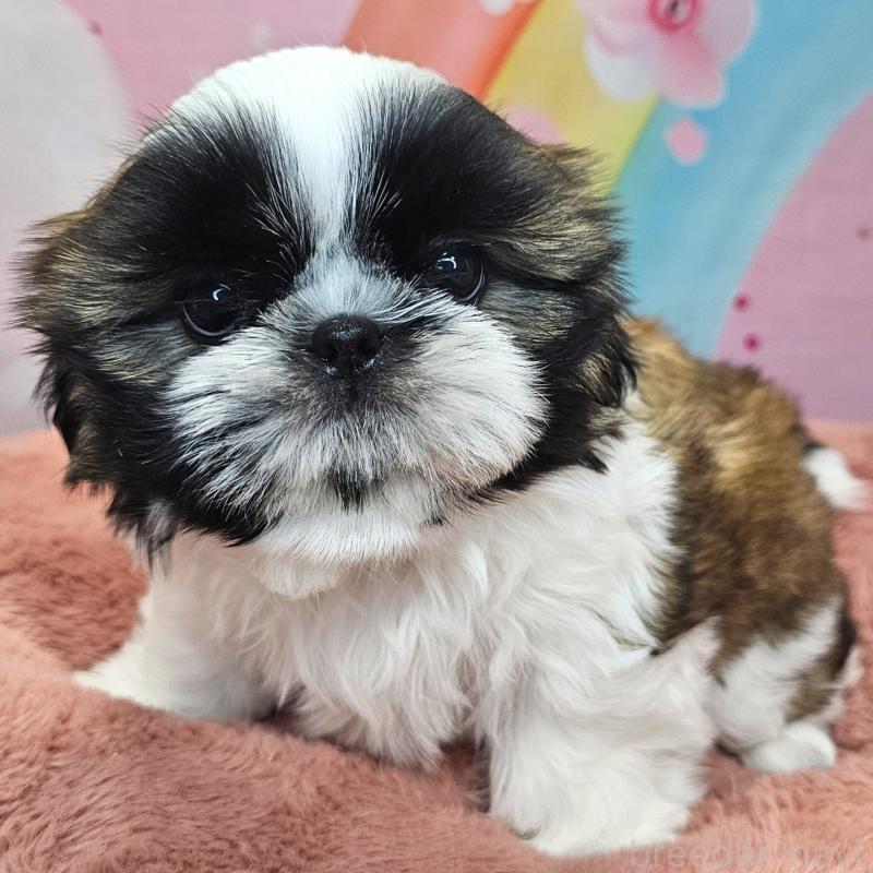 商談中の愛知県のシーズー-428583の37枚目