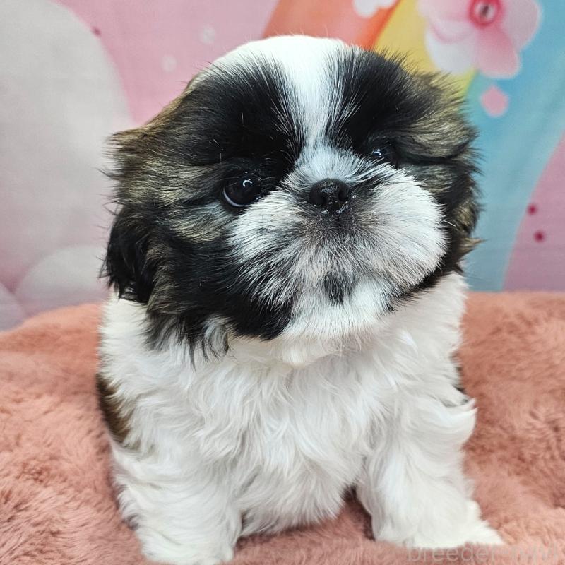 商談中の愛知県のシーズー-428583の36枚目