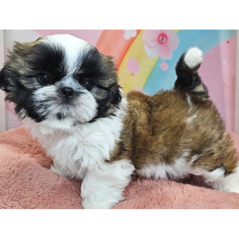 商談中の愛知県のシーズー-428583の34枚目