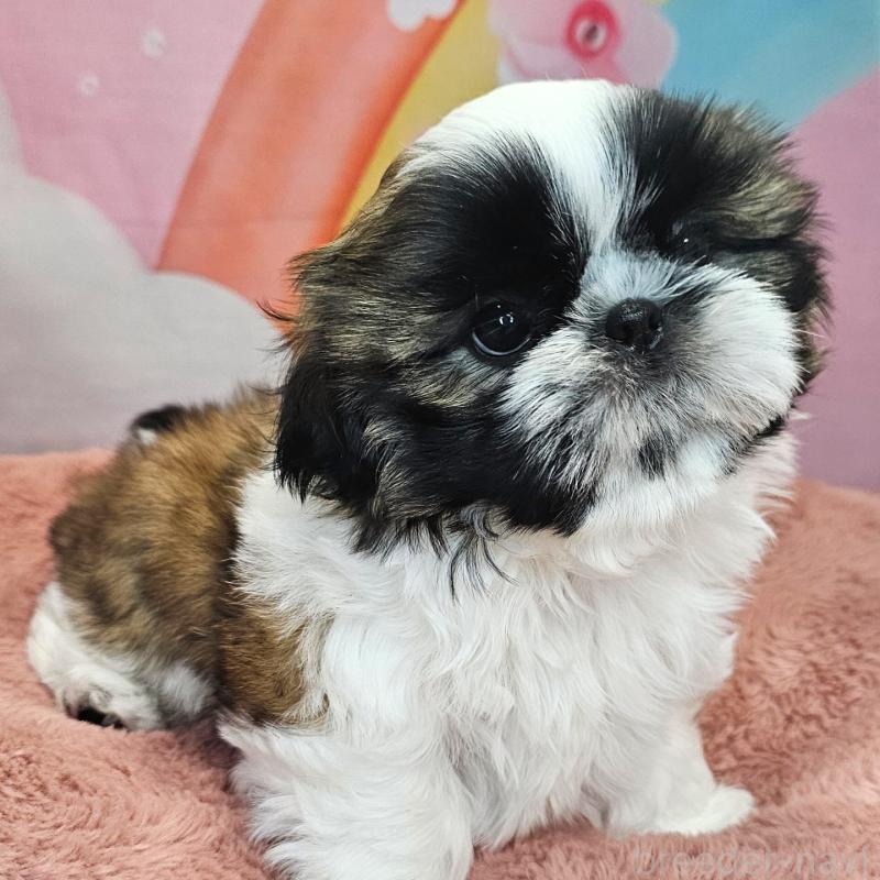 商談中の愛知県のシーズー-428583の33枚目