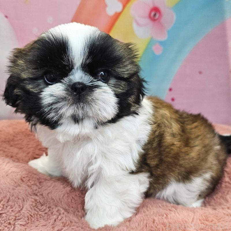 商談中の愛知県のシーズー-428583の31枚目