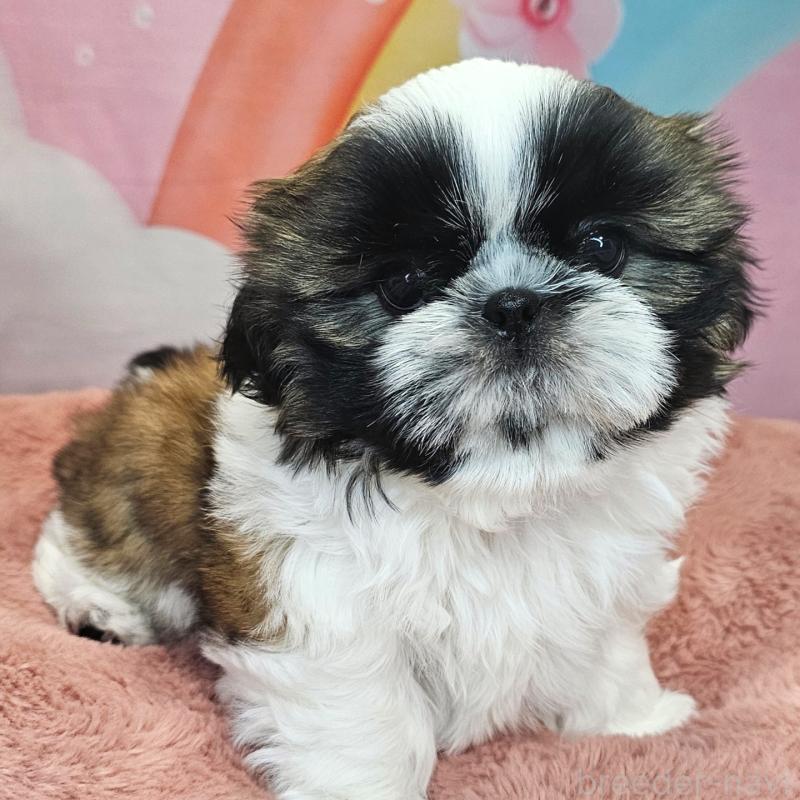 商談中の愛知県のシーズー-428583の30枚目