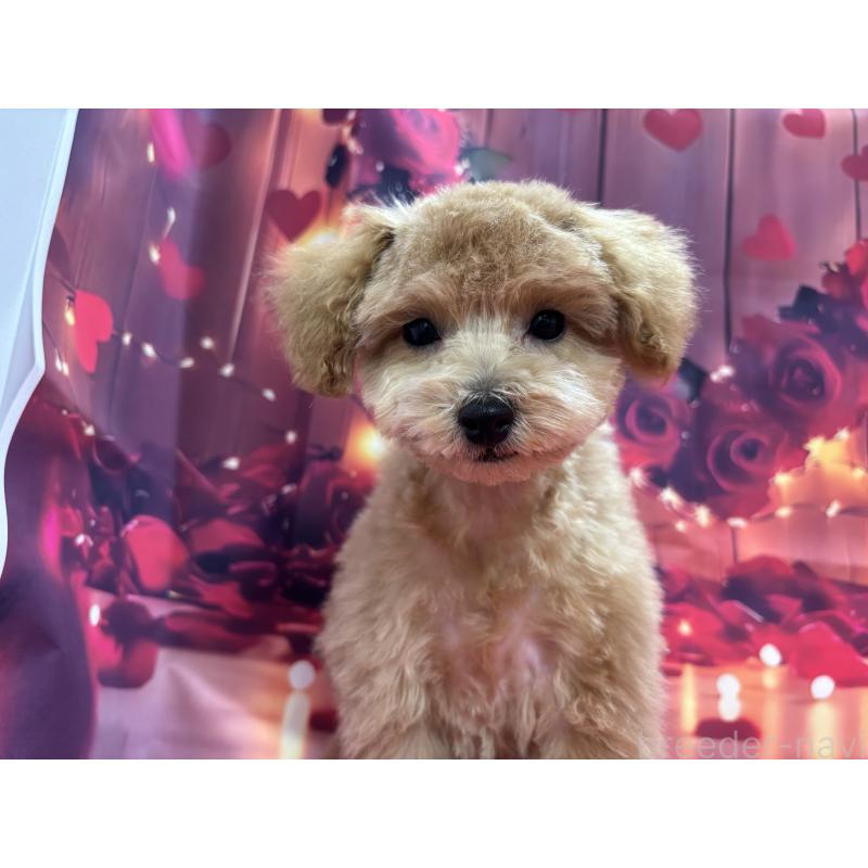 販売中の栃木県のタイニープードル-424869