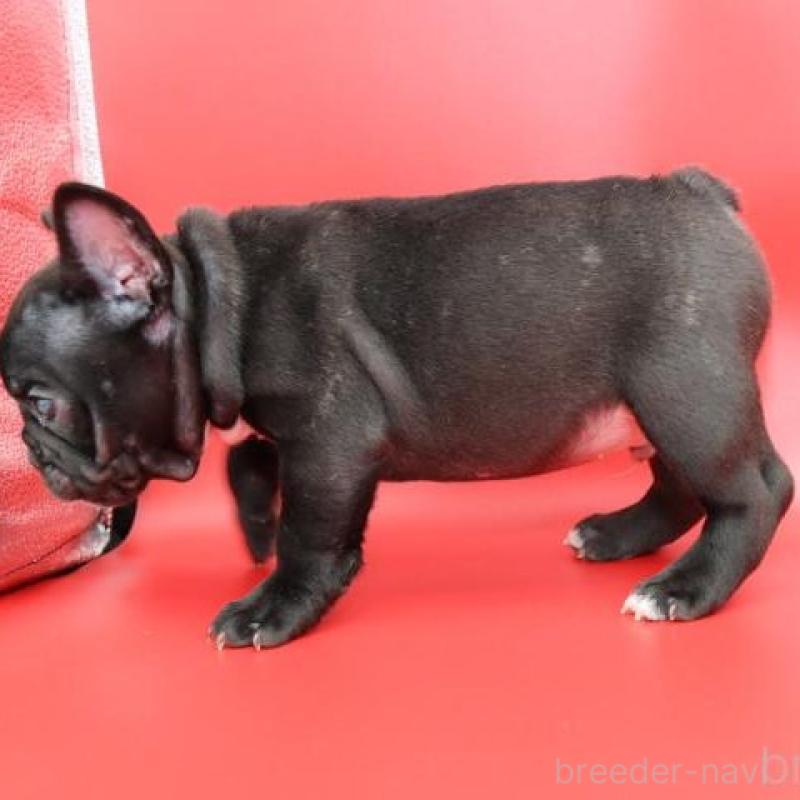 販売中の神奈川県のフレンチブルドッグ-440178の10枚目