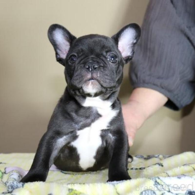 販売中の神奈川県のフレンチブルドッグ-440178の9枚目