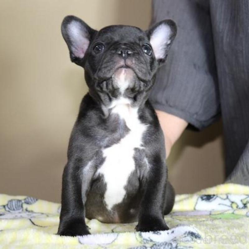 販売中の神奈川県のフレンチブルドッグ-440178の8枚目