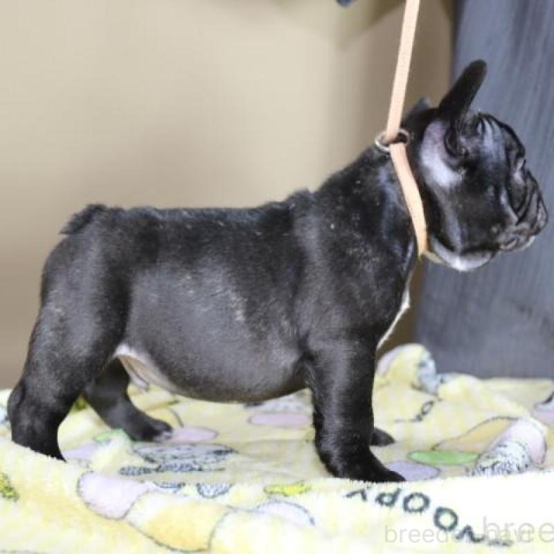 販売中の神奈川県のフレンチブルドッグ-440178の7枚目