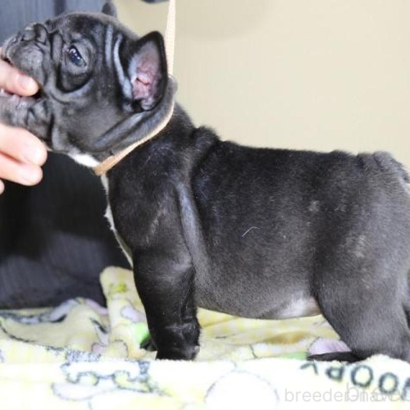 販売中の神奈川県のフレンチブルドッグ-440178の6枚目